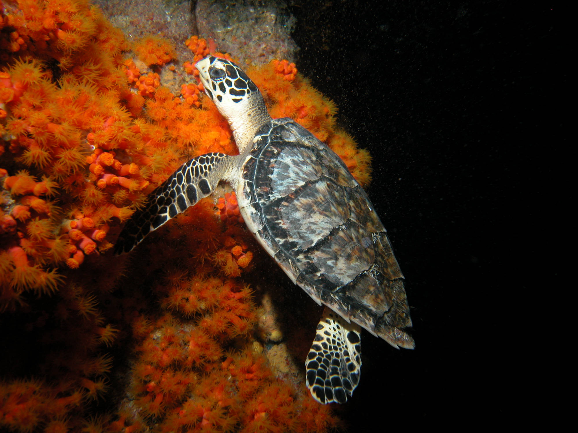 Bonaire