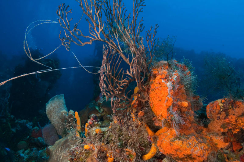 Cozumel