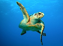 Cayman Islands